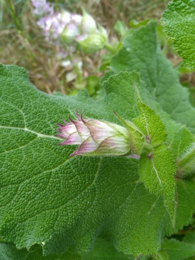 Šalvia muškátová 20