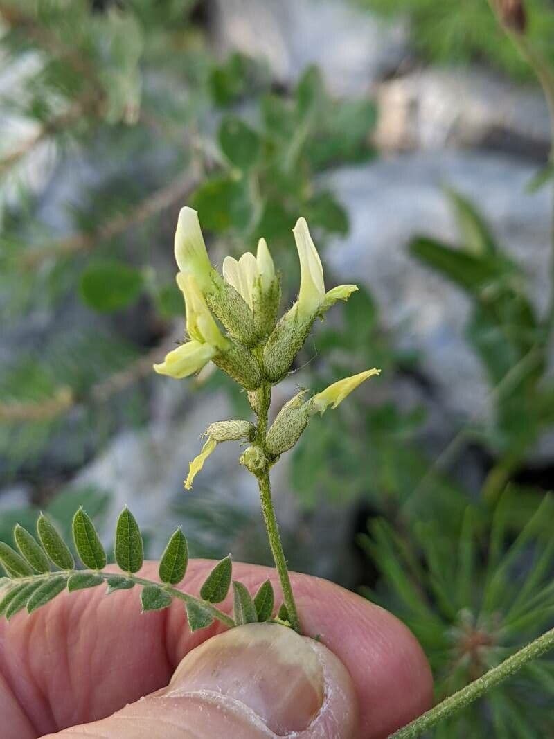Astragalo ceci 8