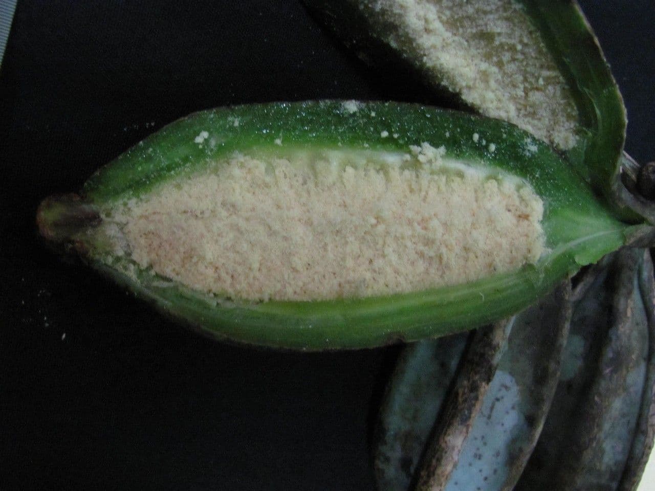 Catasetum maculato 4