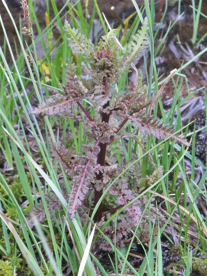 Pedicolare palude 19