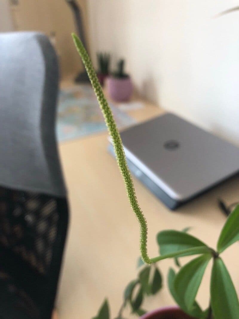 Peperomia