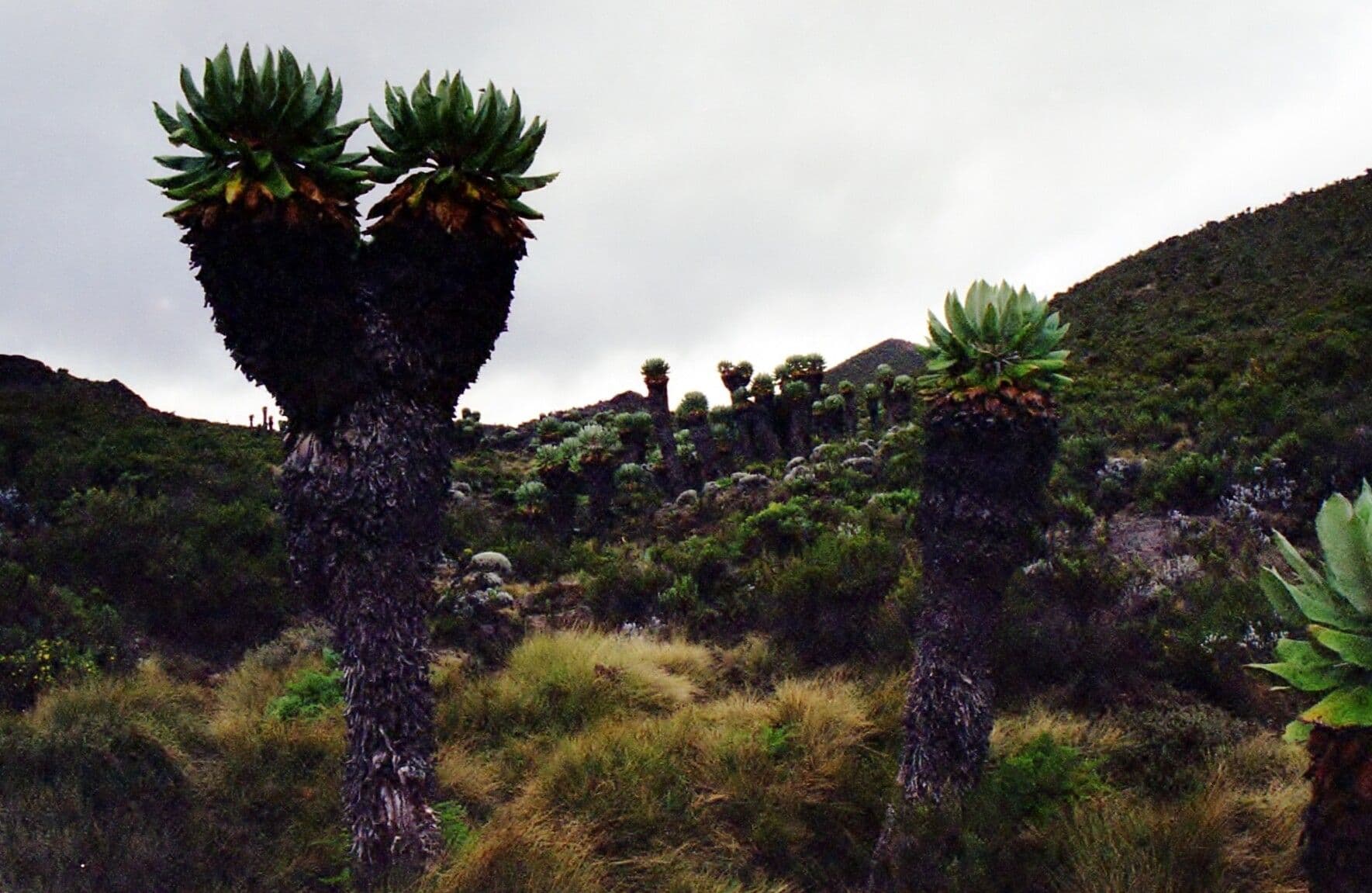 Dendrosenecio 2