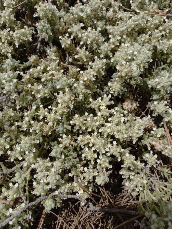 Teucrium 9