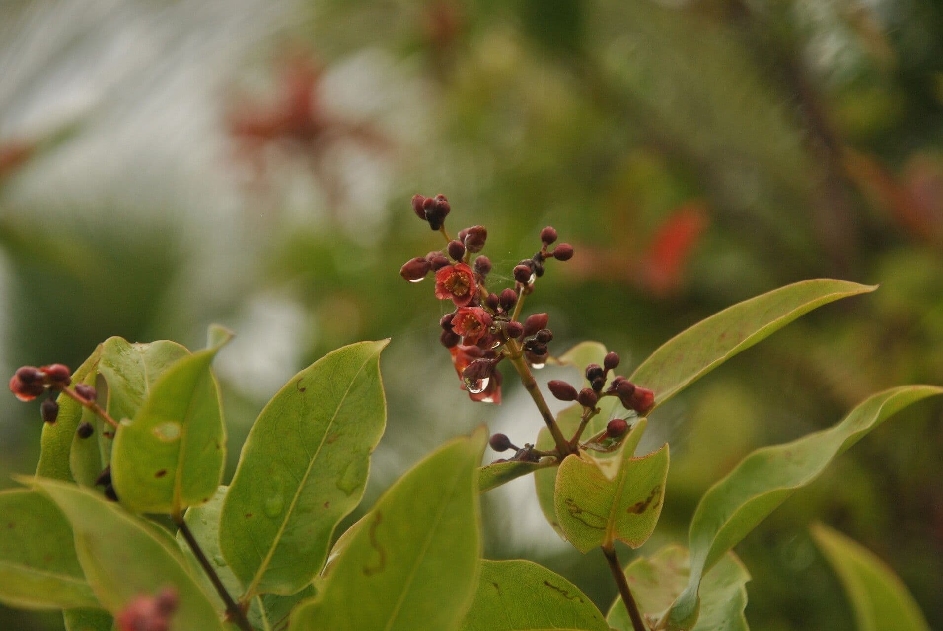 Cratoxylum 2