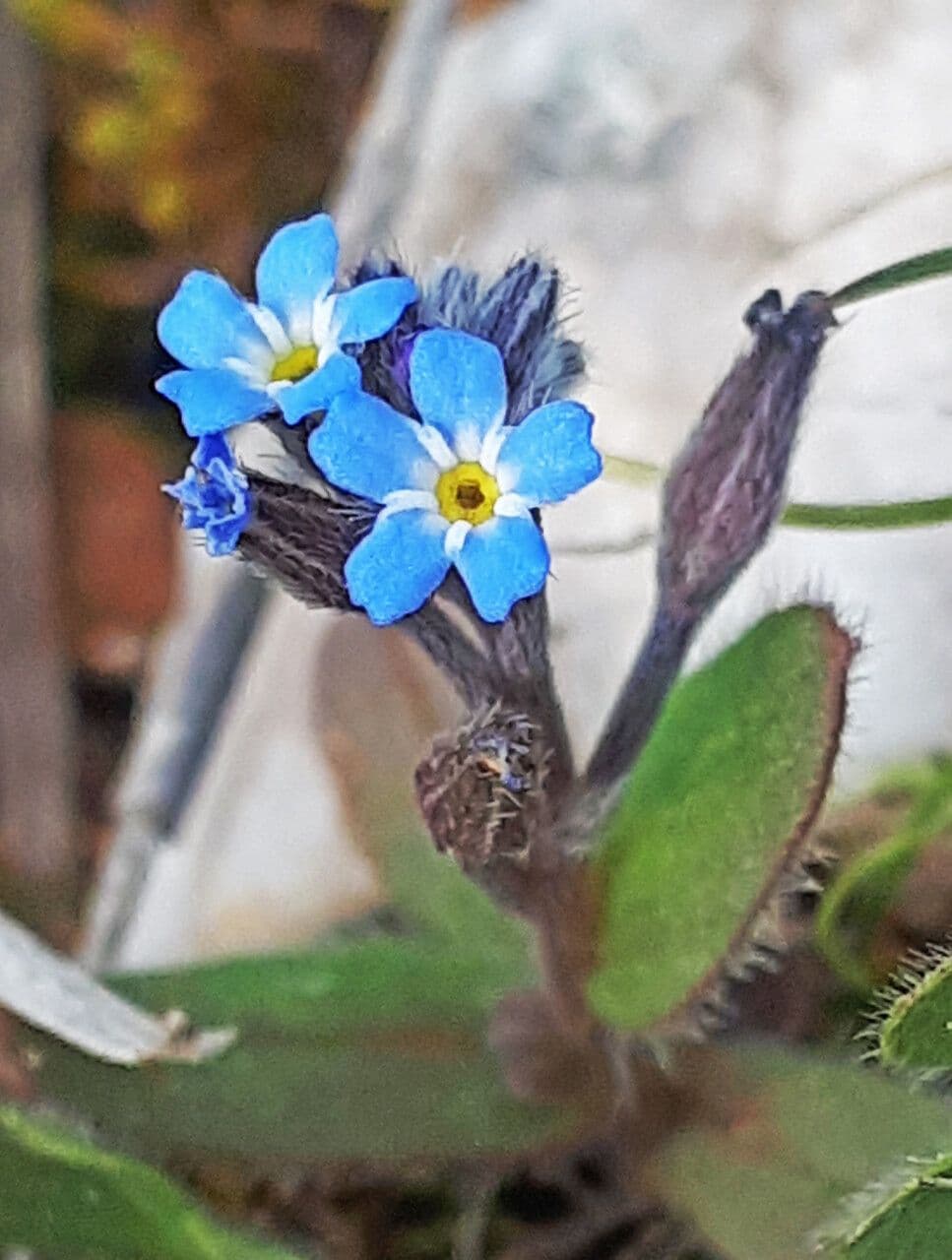 Miosotide incrassata 2