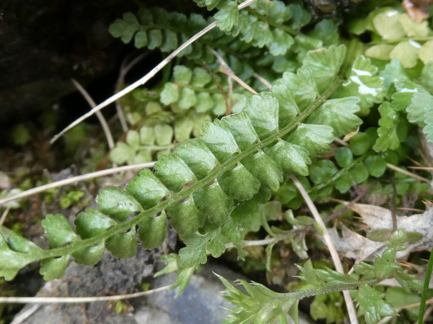 Asplenio verde 19