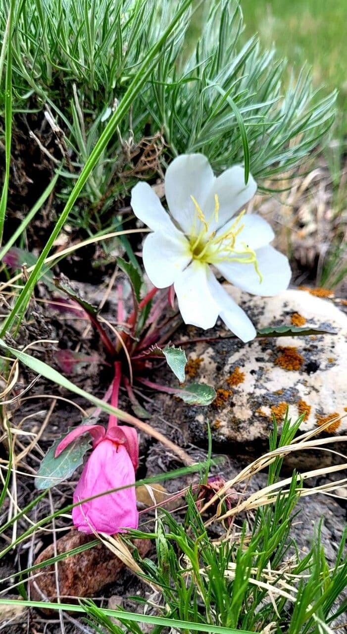 Enagra cespitosa 5
