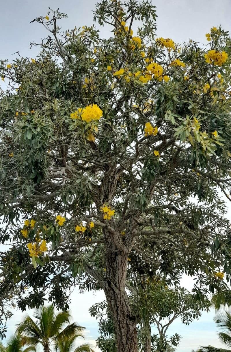 Ipê amarelo 9