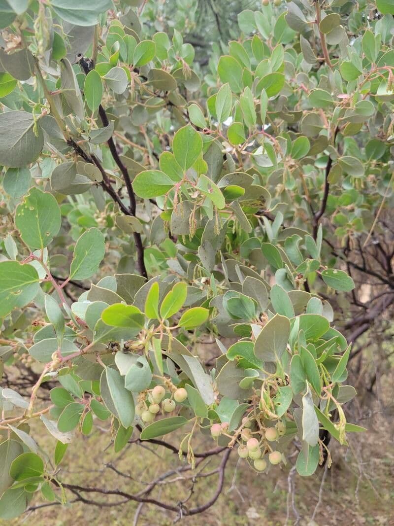 Arctostaphylos mewukka 9