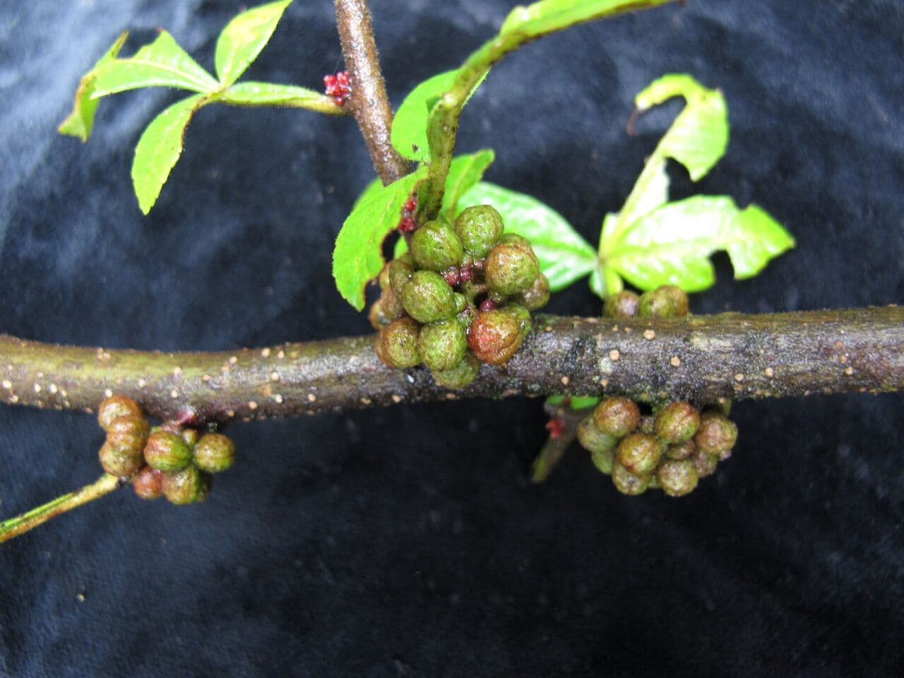 Zanthoxylum 10