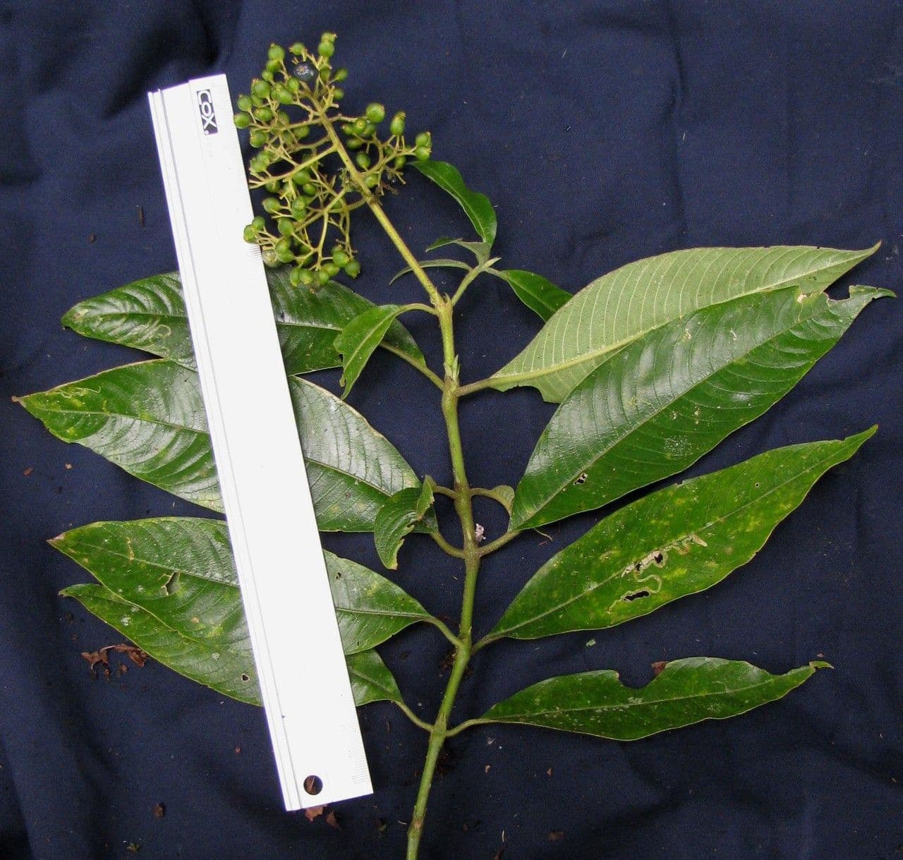 Palicourea 8