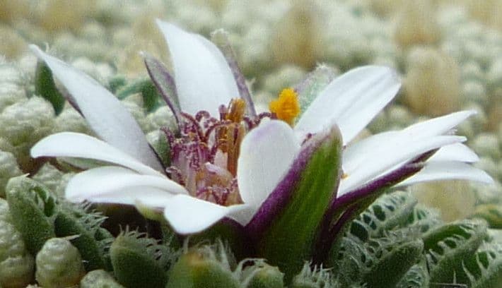 Werneria