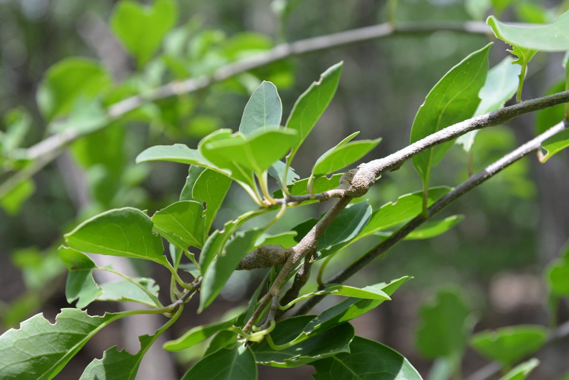Stegnosperma 14