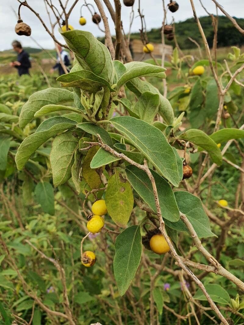 Solano 2