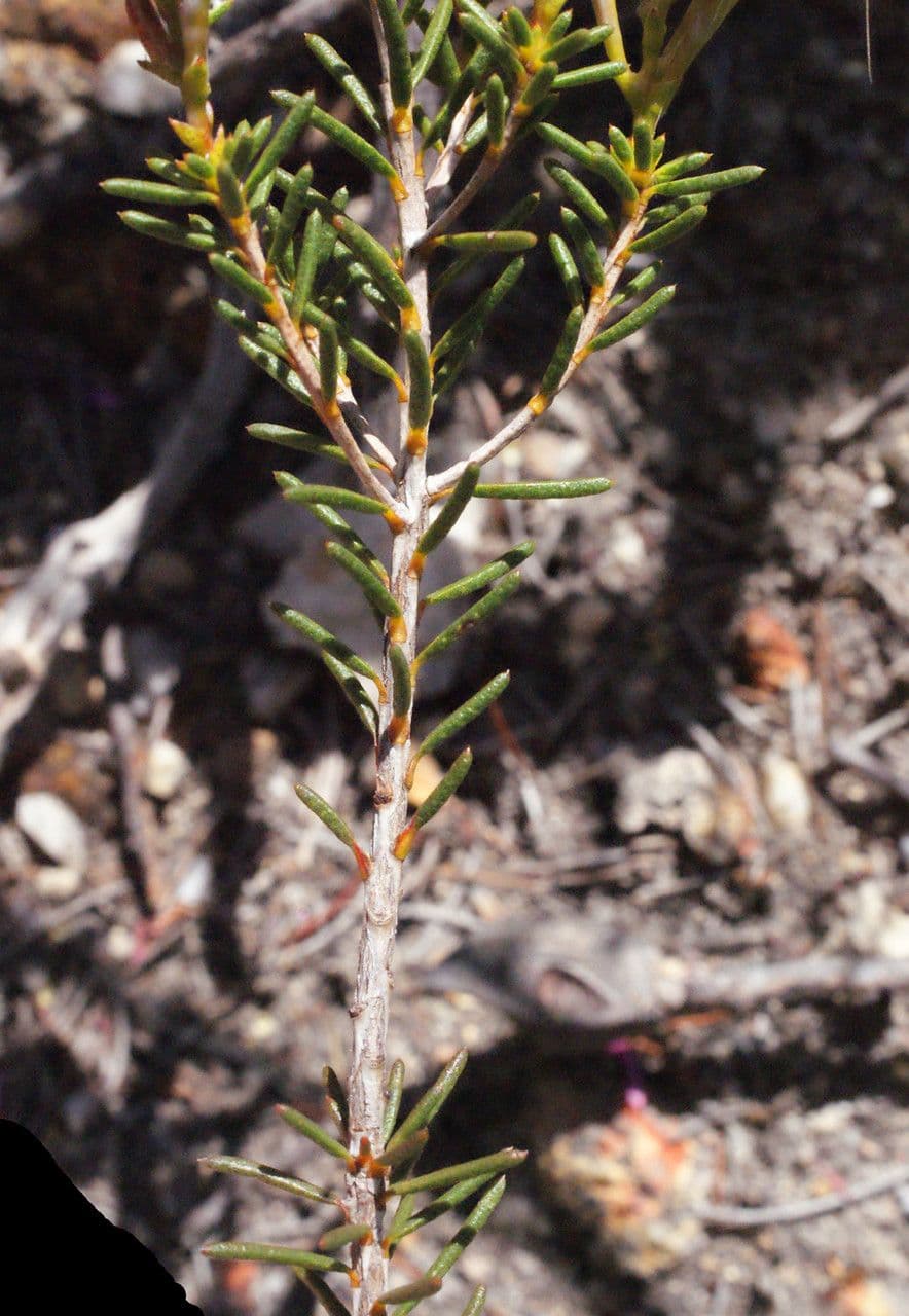 Calytrix 6
