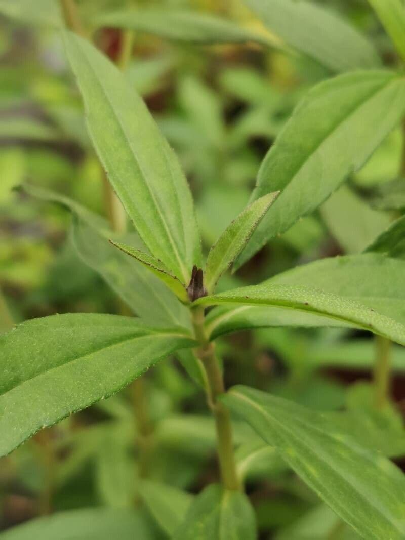 Sphagneticola 4