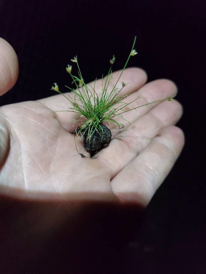 Junco de flor 5