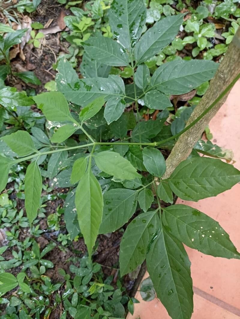 Ligusticum 8