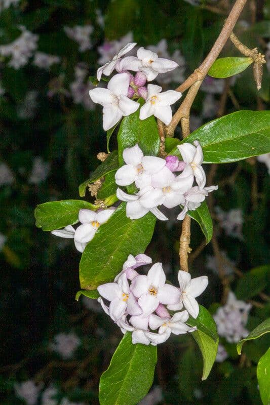 Daphne 6