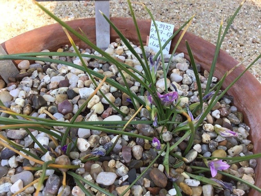 Romulea 6