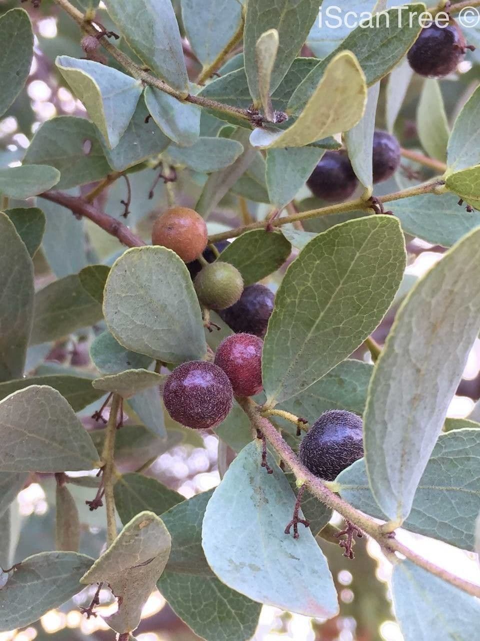 Euclea crépu 5