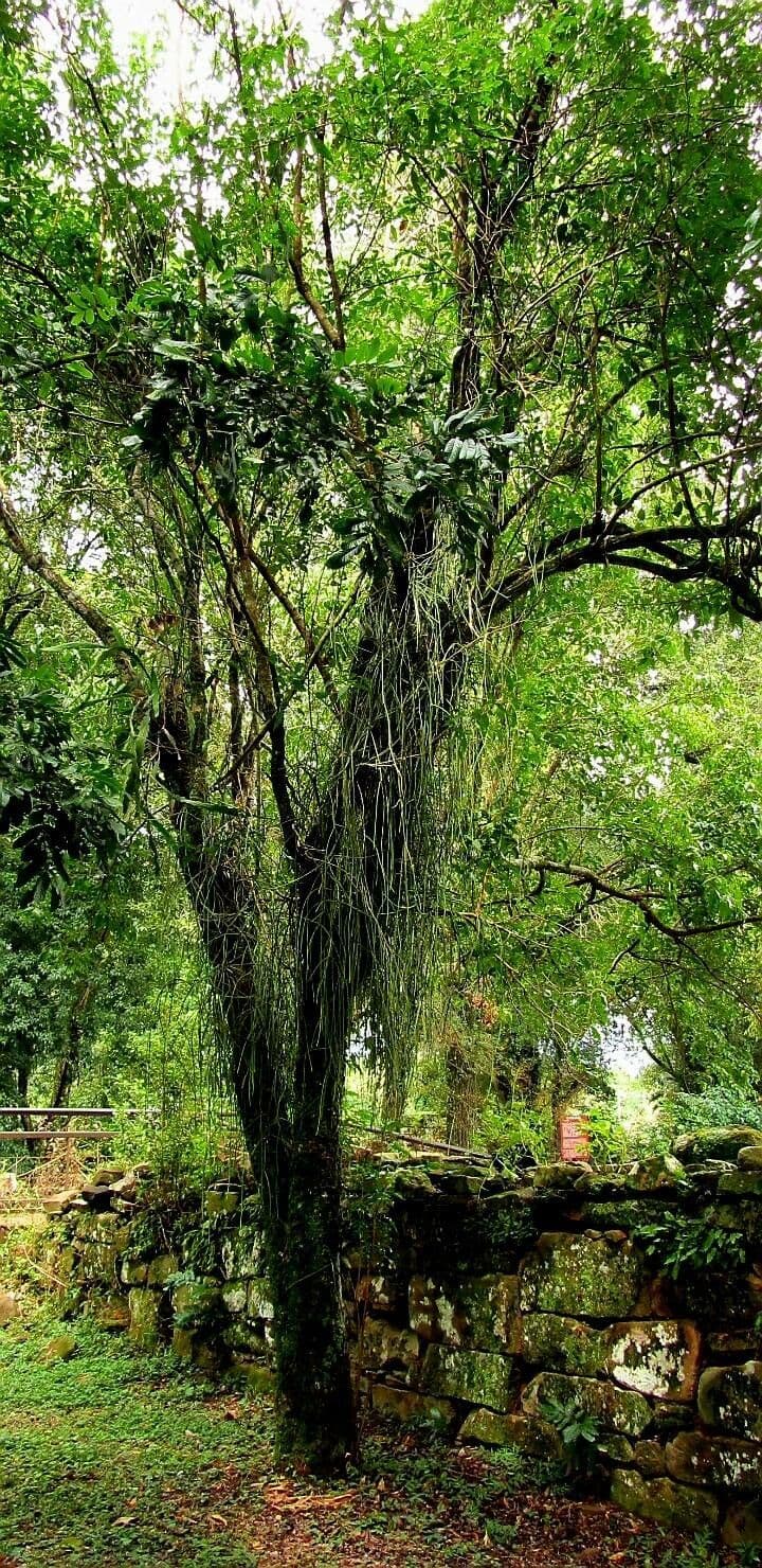 Rhipsalis 5