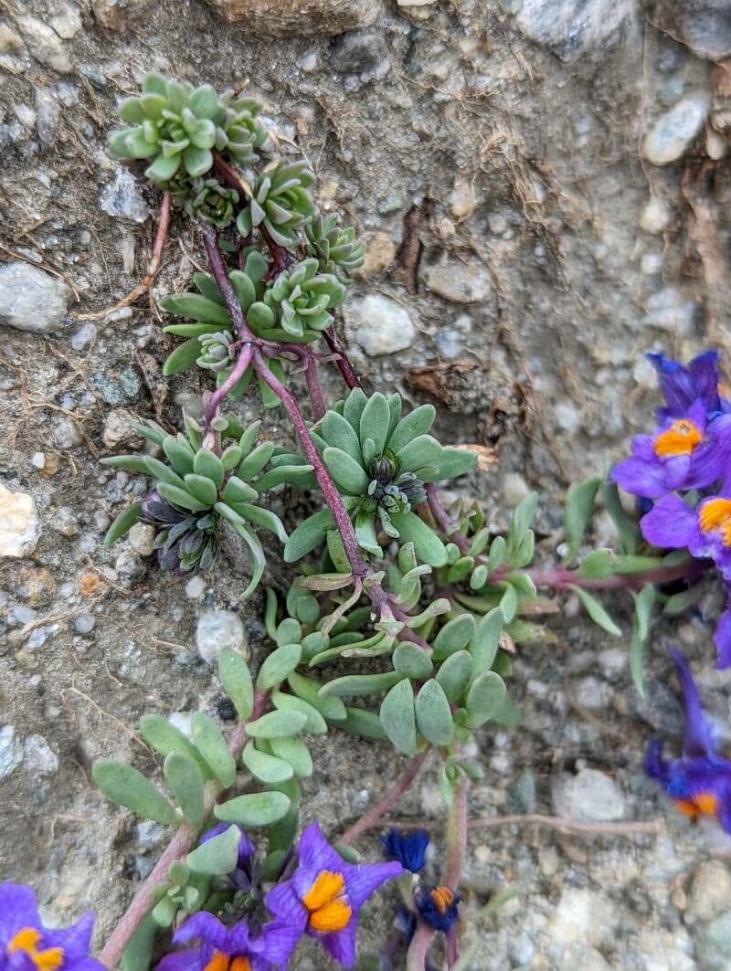Linaria alpina 17