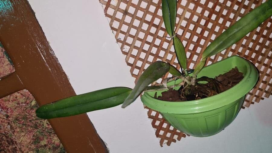 Orchidea 9