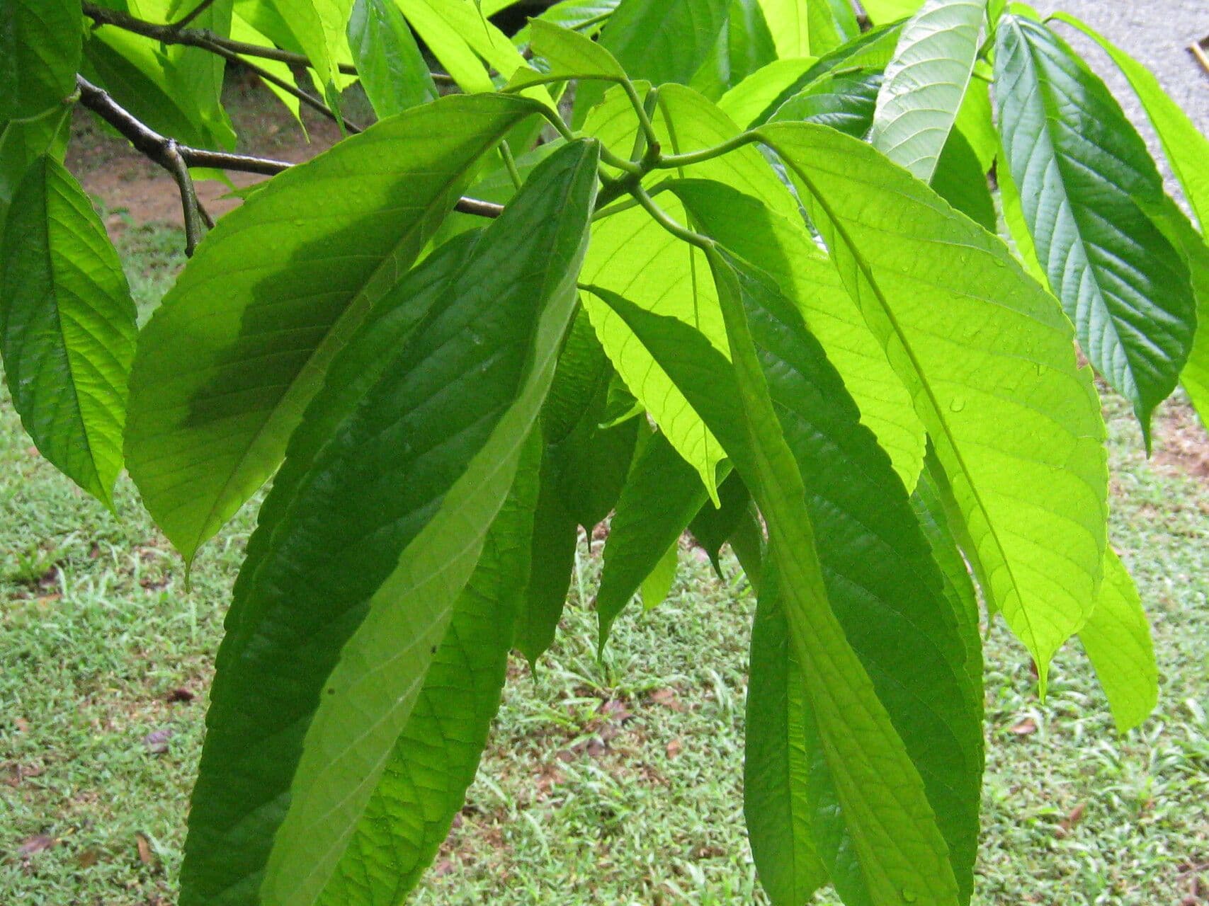 Alchornea discolor 2