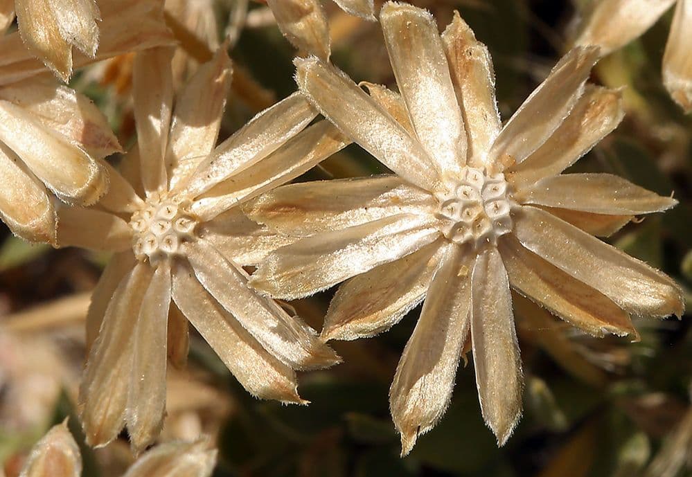 Stenotus acaulis 2