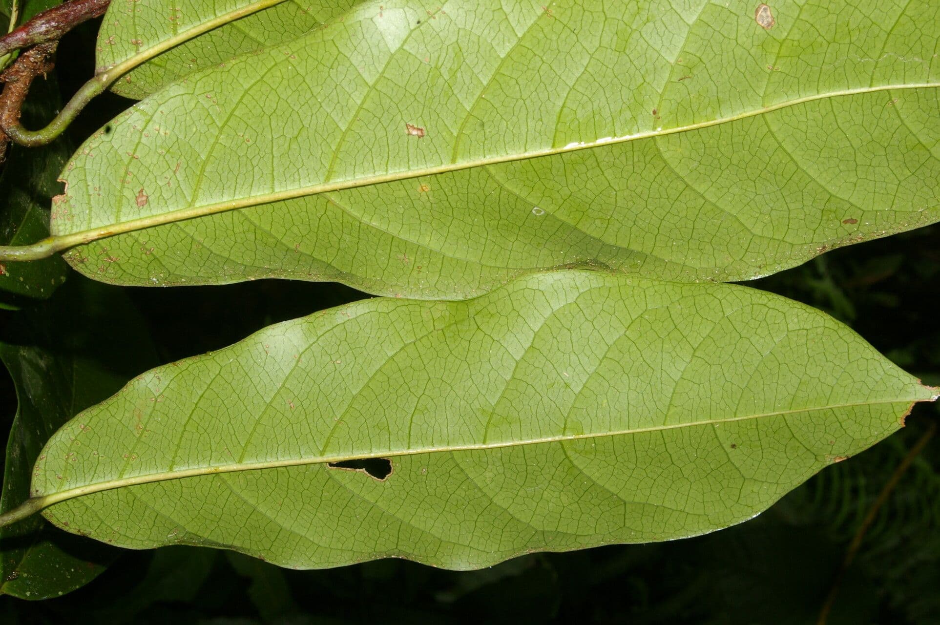 Passiflora 8