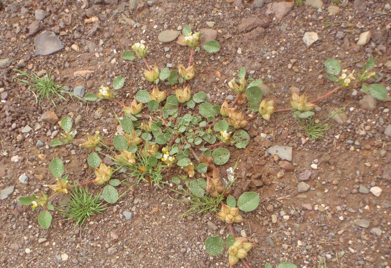 Tripodion tetraphyllum 13