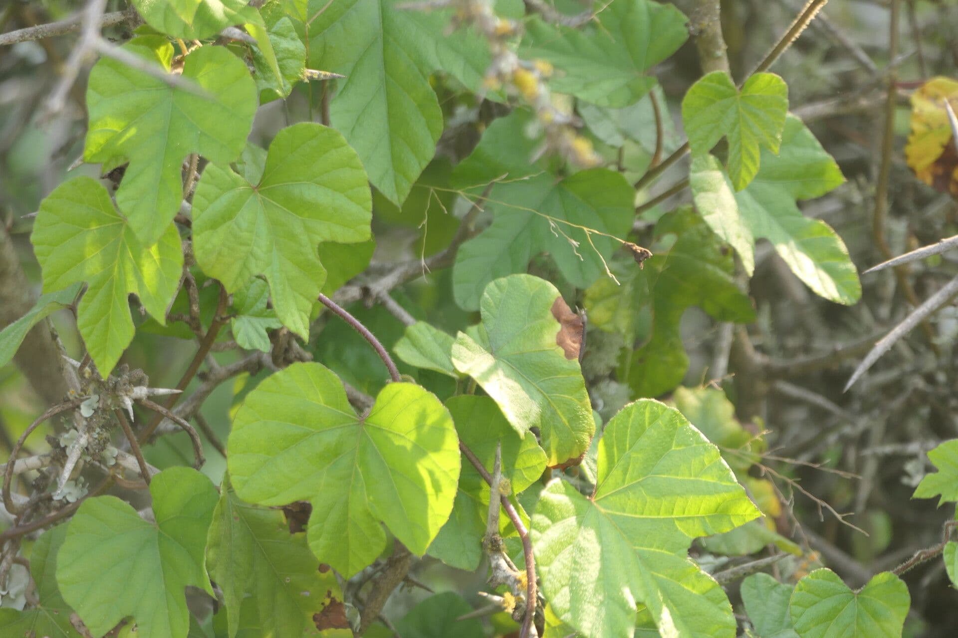 Ipomoea 9