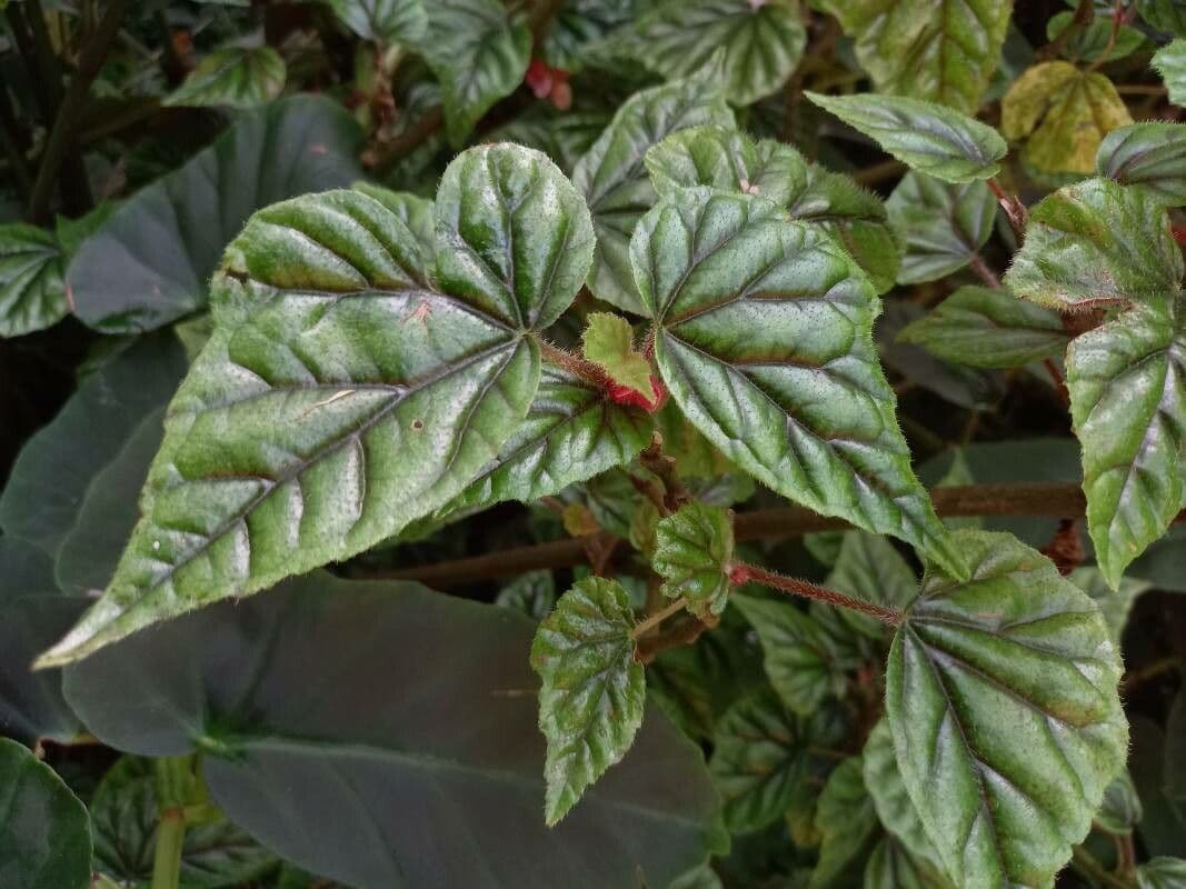 Begonia incarnata 8