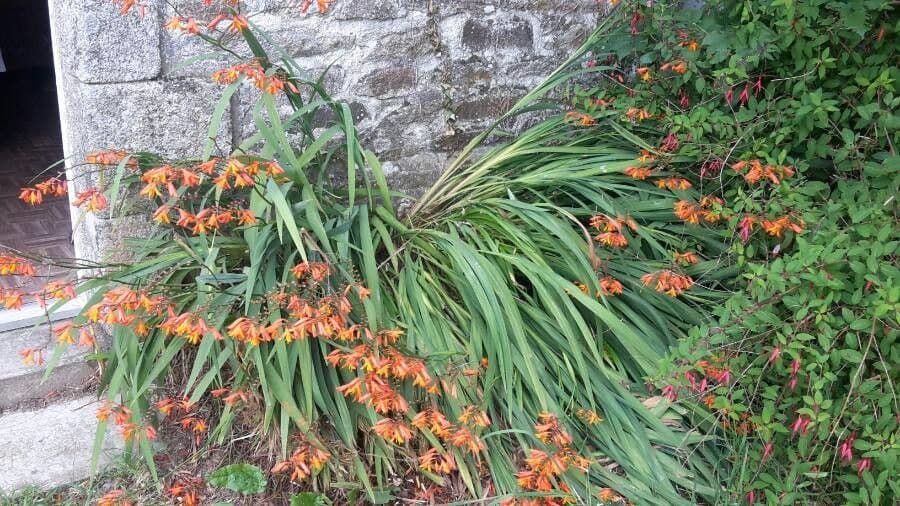 Montbretia 12