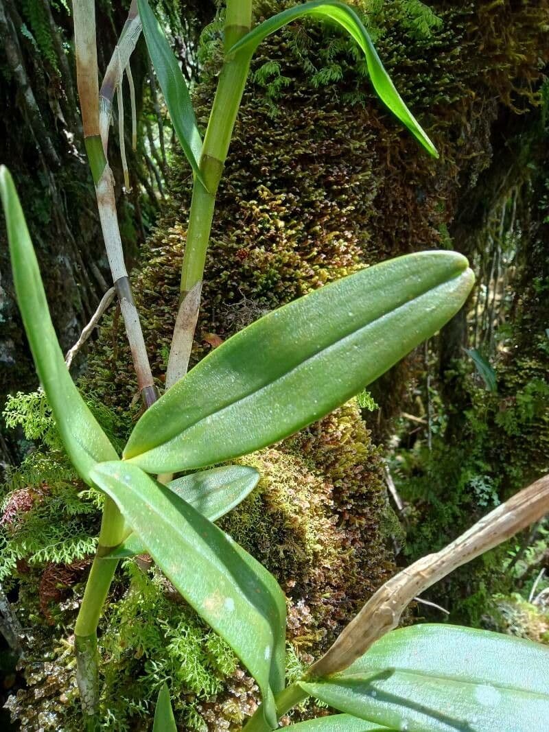 Epidendrum 12