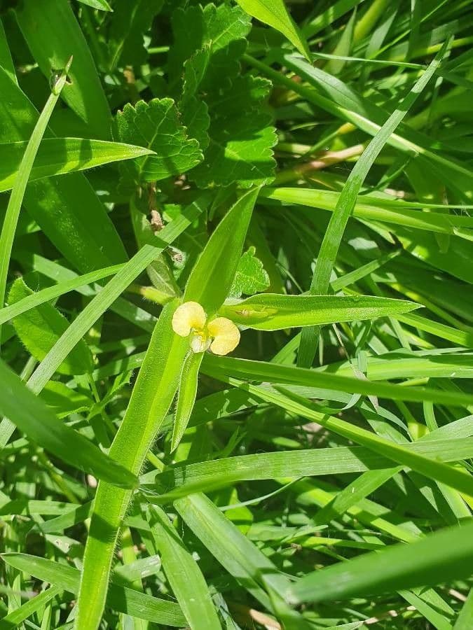 Commelina 18