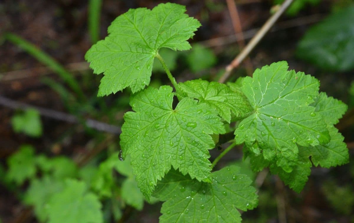 Ribes a fiore sparso 5