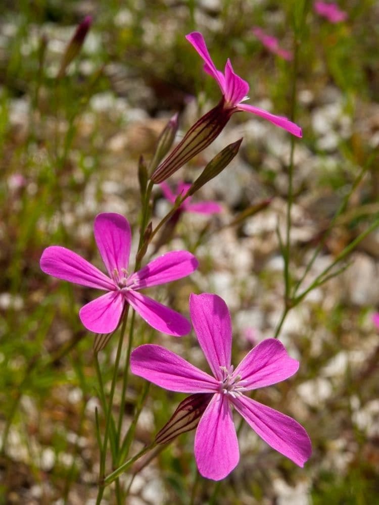 Silene 3