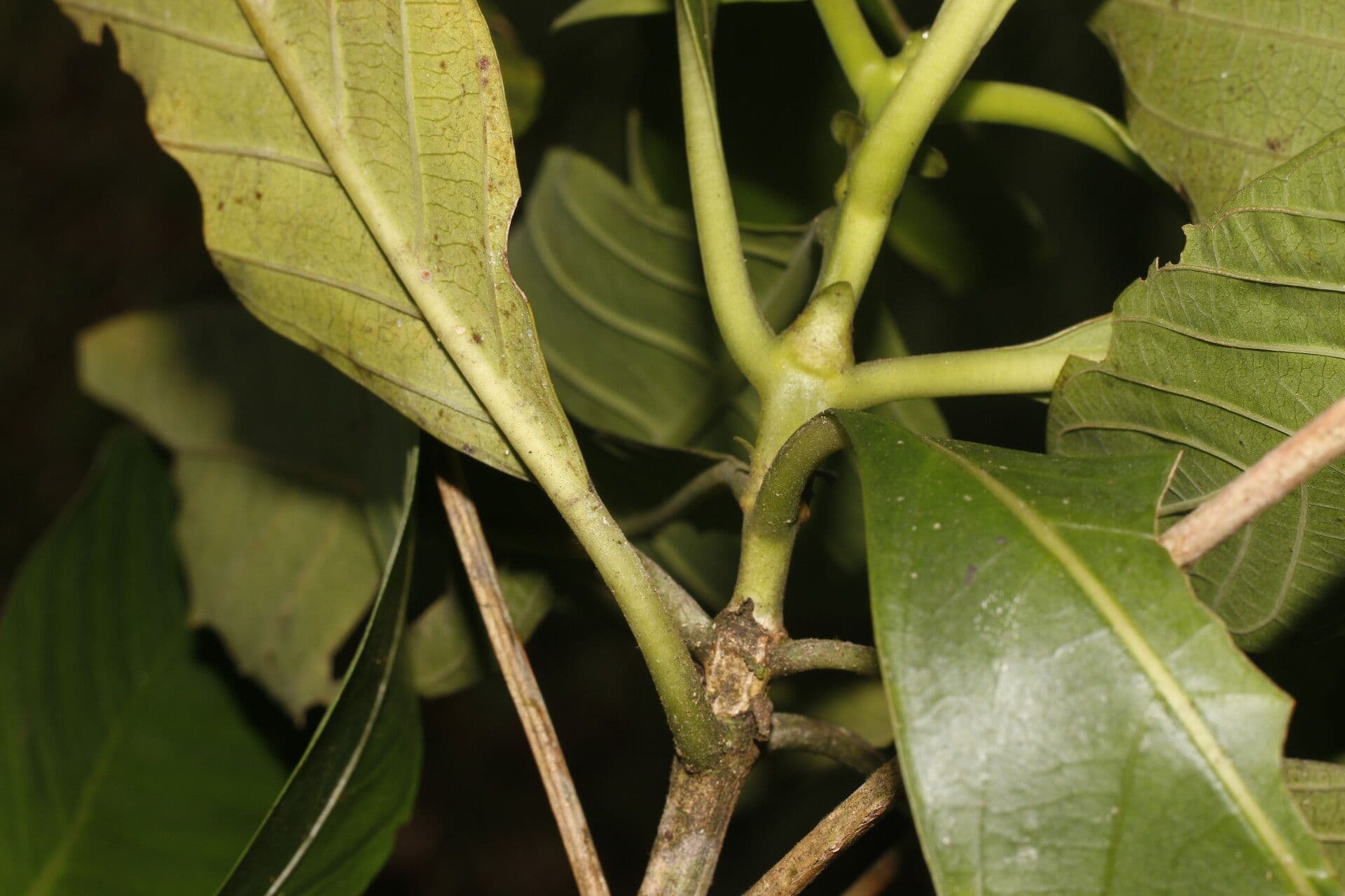 Morinda 8