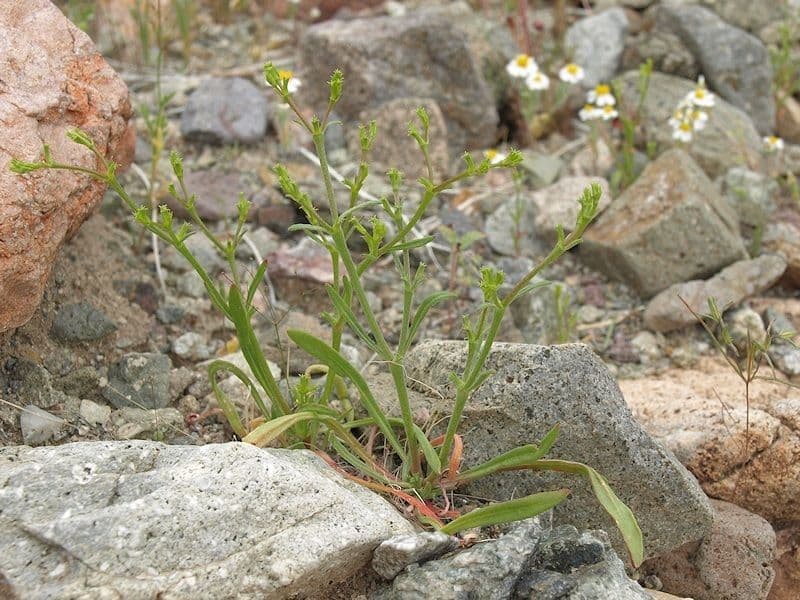 Chorizanthe brevicornu 6