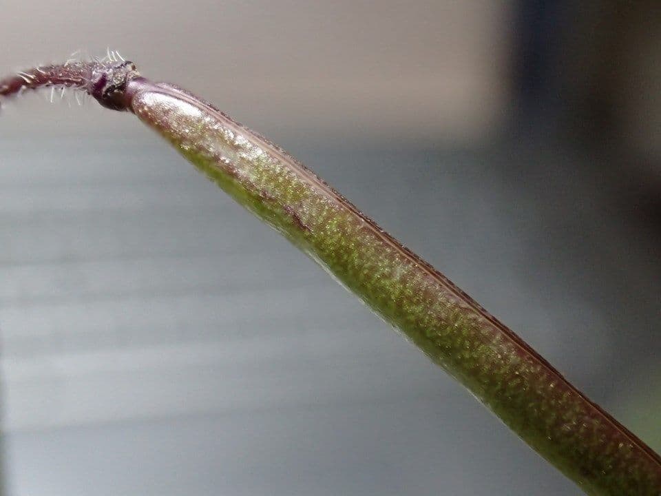 Streptanthus 19