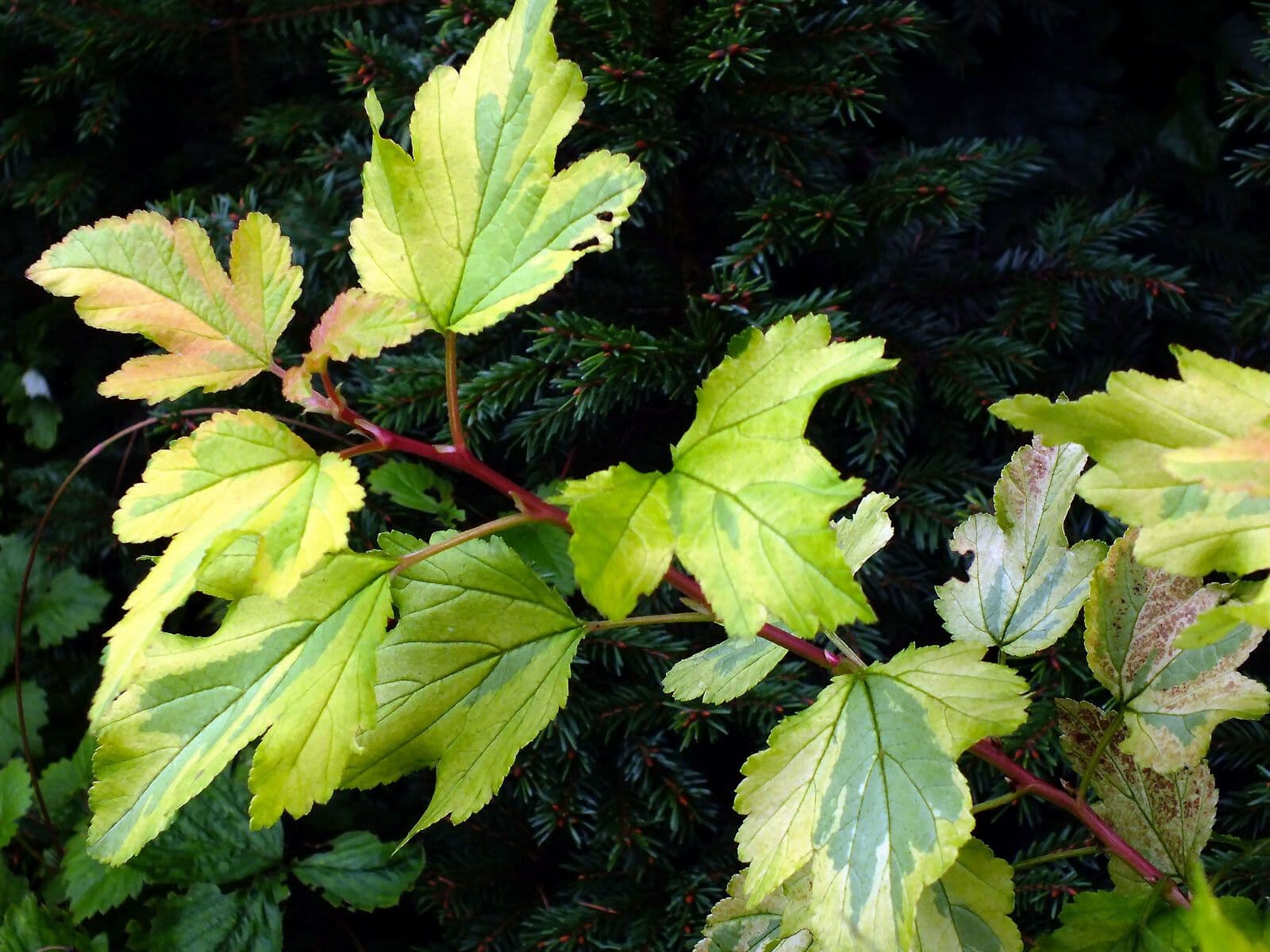 Potočnice strední 14