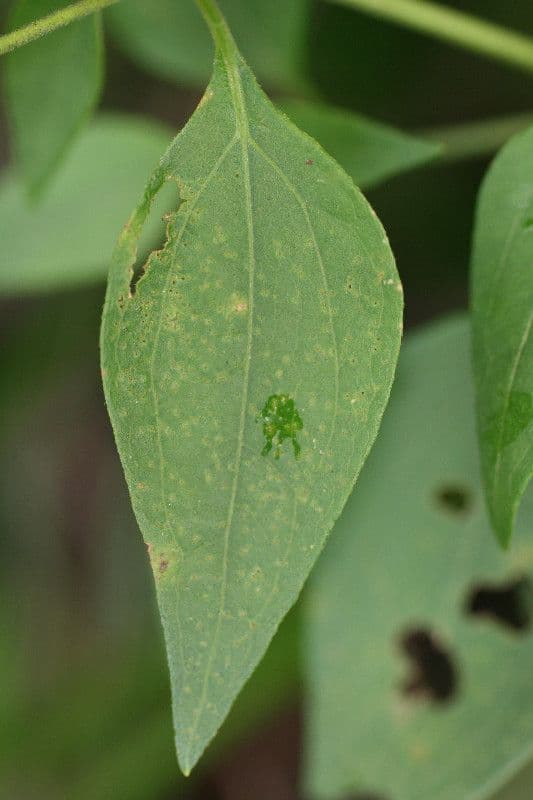 Herbe du Laos 16