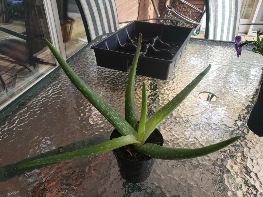Aloe vera 12
