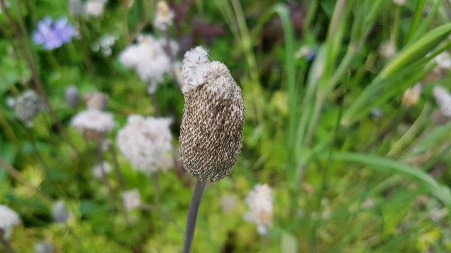 Kronen-Anemone 5
