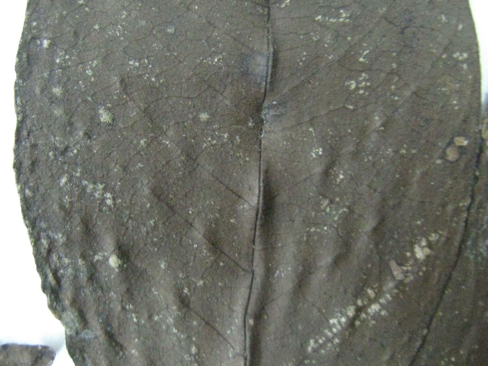 Vitex compresso