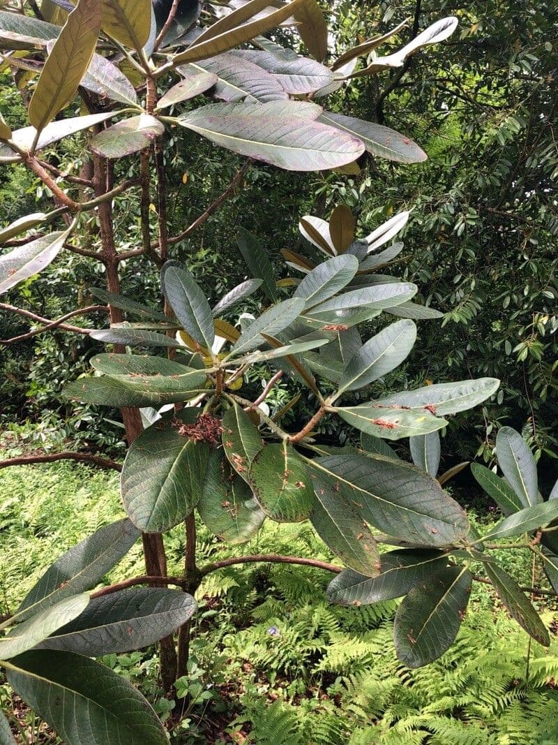 Rododendron 16
