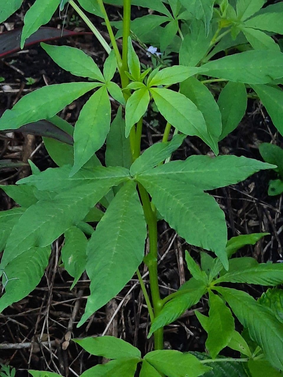 Cleome 18