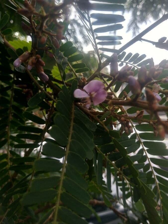 Machaerium spinoso 7